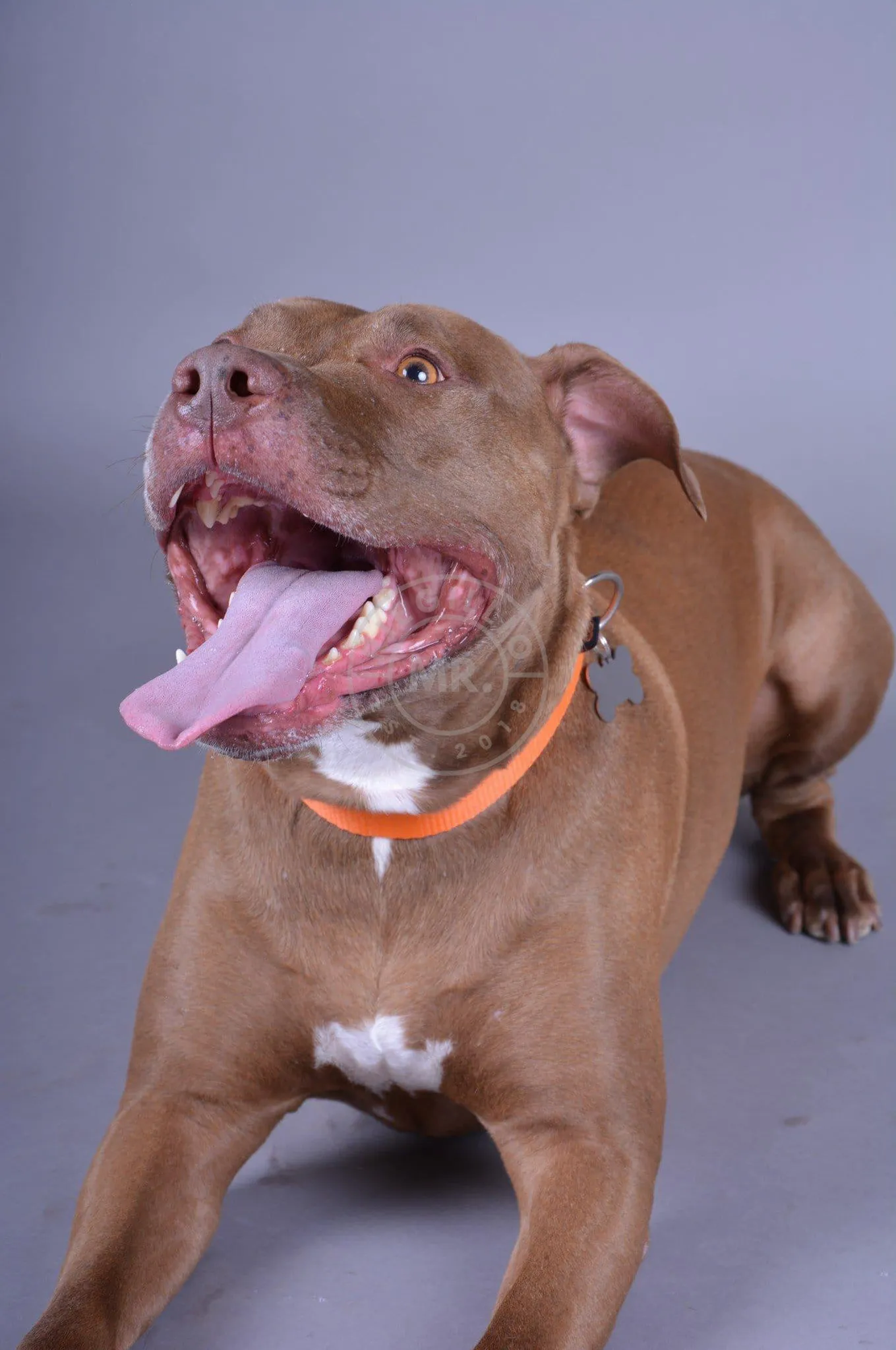 Alpha Industries Basic Dog - Tag Collar - Alpha Orange