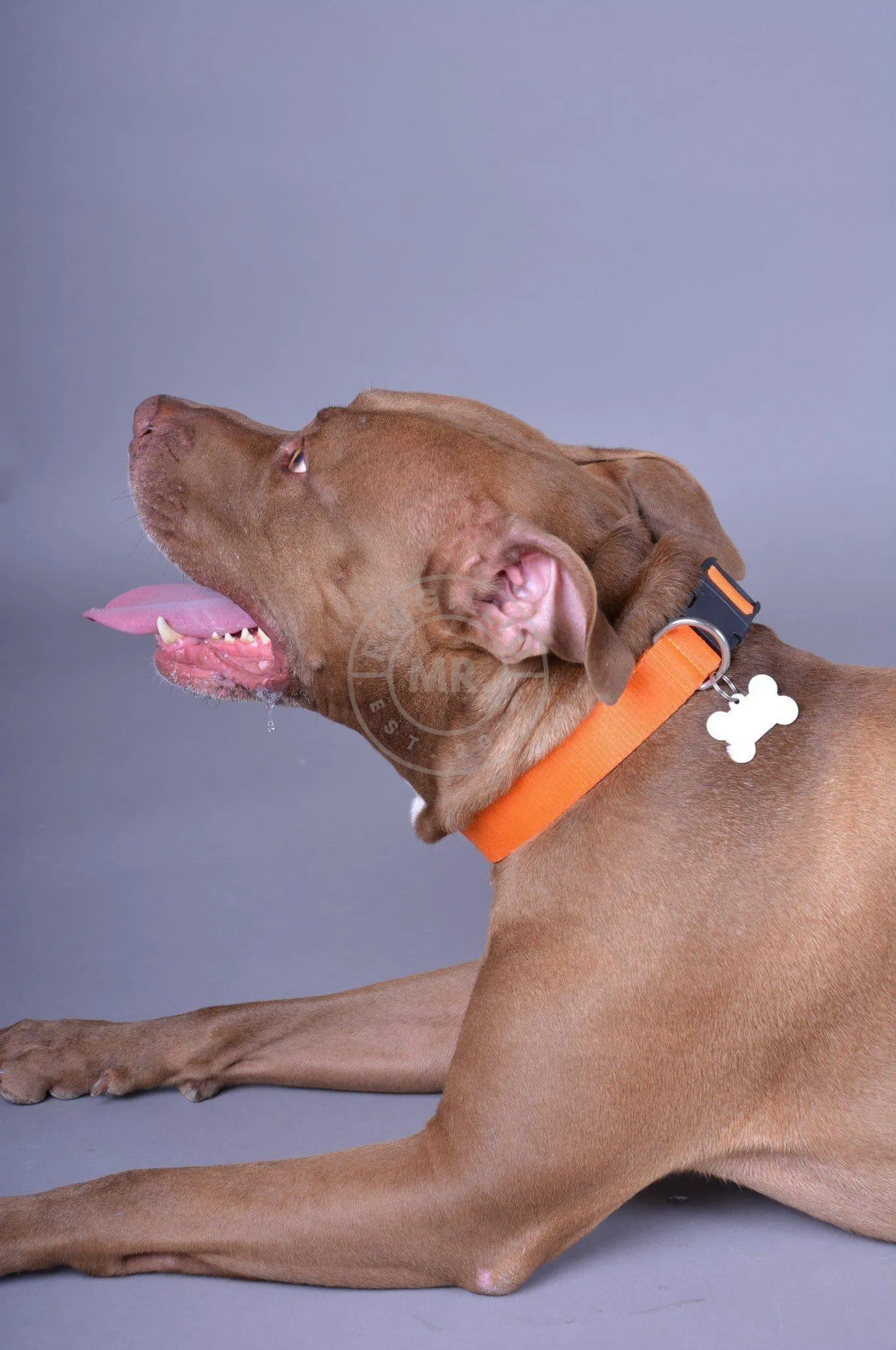 Alpha Industries Basic Dog - Tag Collar - Alpha Orange