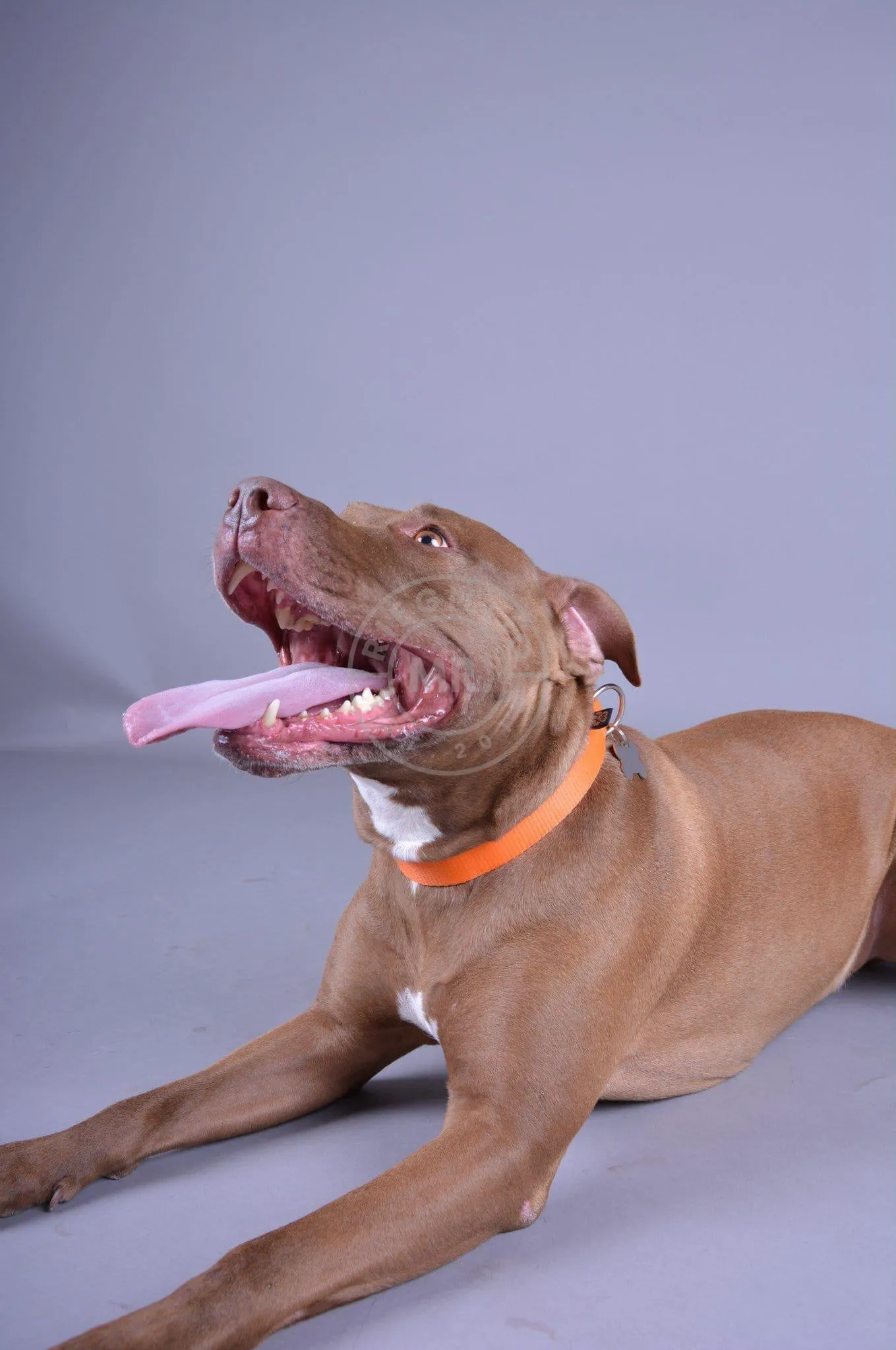 Alpha Industries Basic Dog - Tag Collar - Alpha Orange