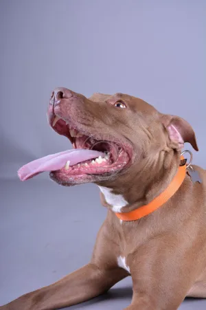 Alpha Industries Basic Dog - Tag Collar - Alpha Orange
