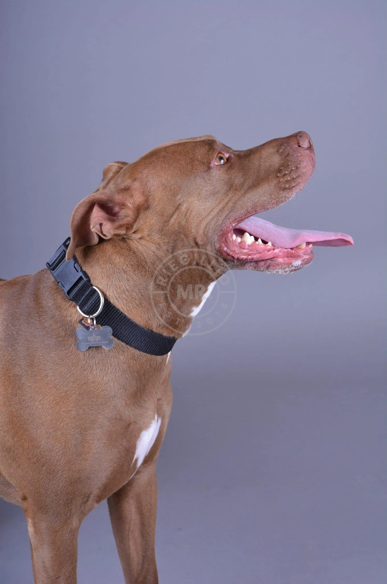 Alpha Industries Basic Dog - Tag Collar - Black