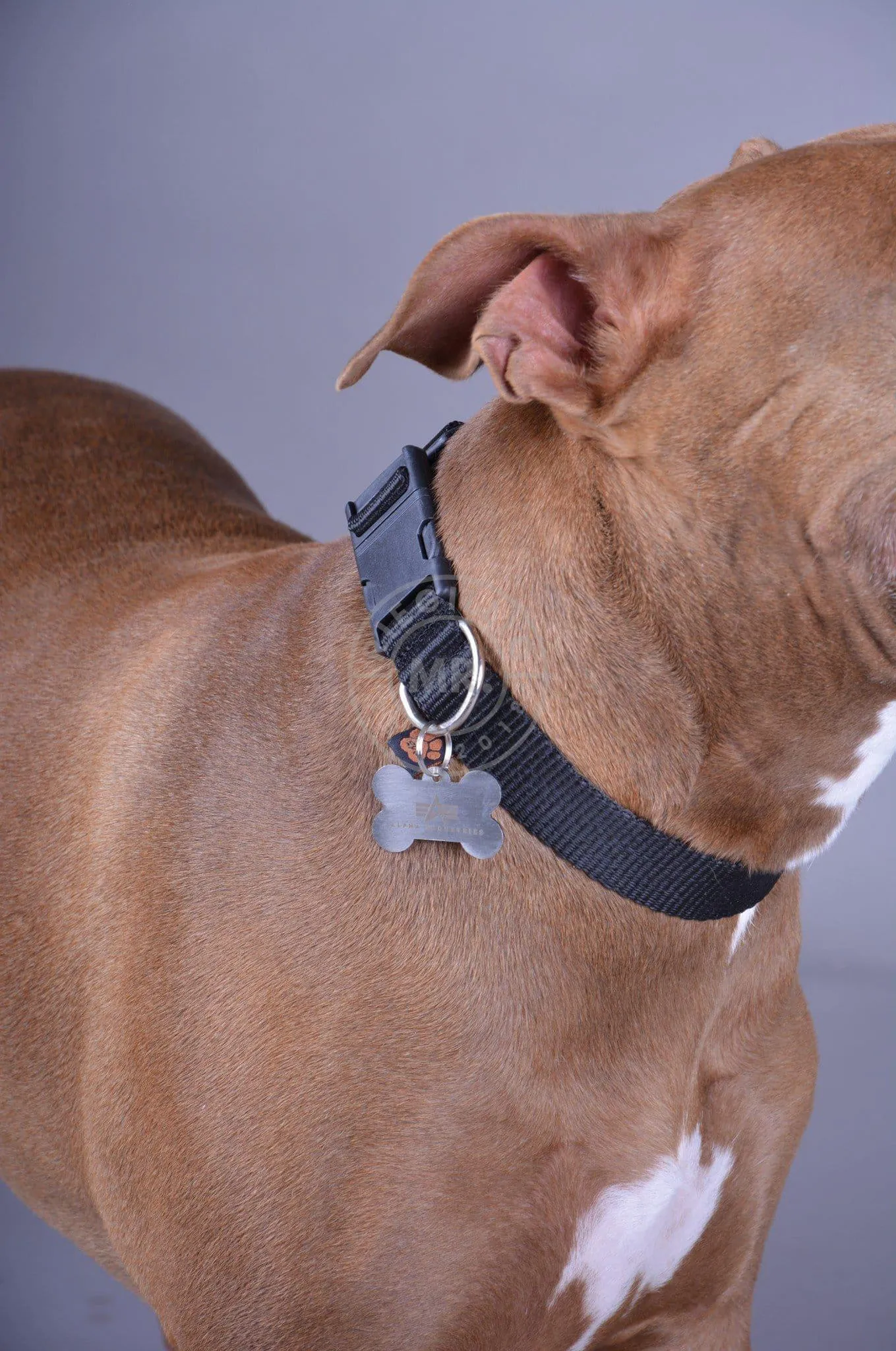 Alpha Industries Basic Dog - Tag Collar - Black